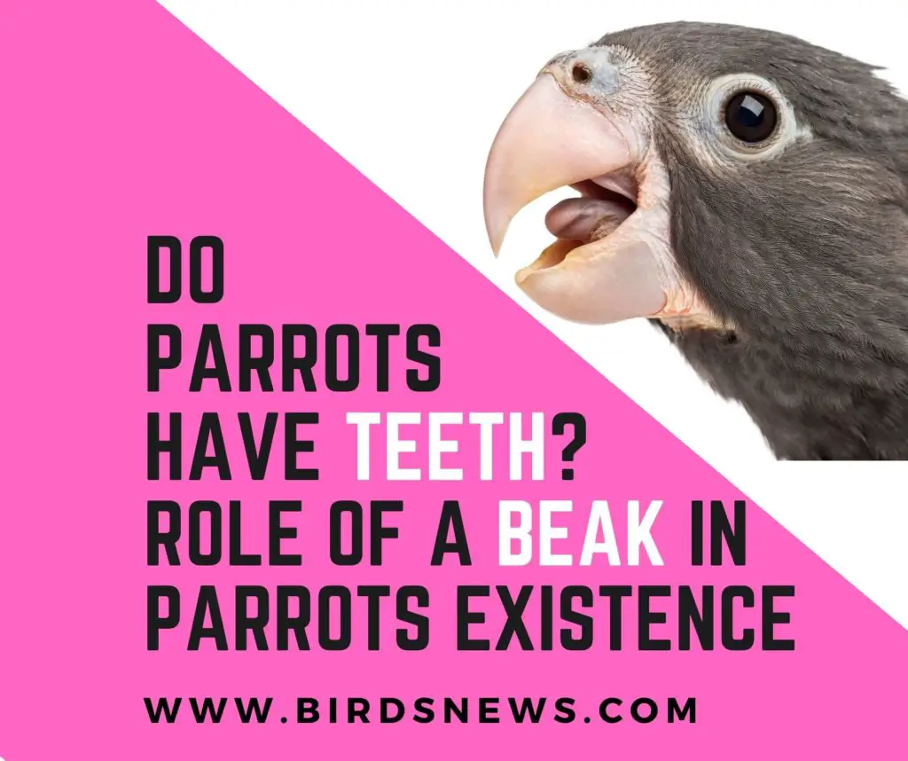 Do Parrots Have Teeth?+Role Of A Beak In Parrots Existence