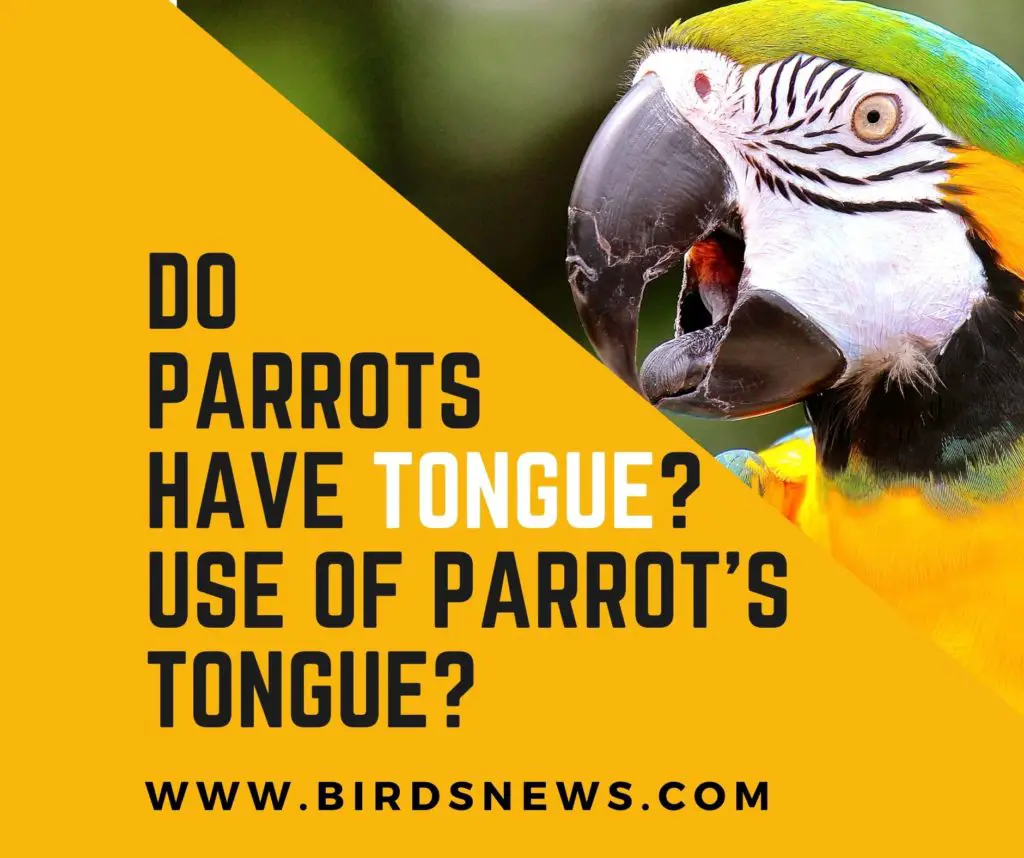 Do Parrots Have Tongue? + Use Of Parrot’s Tongue