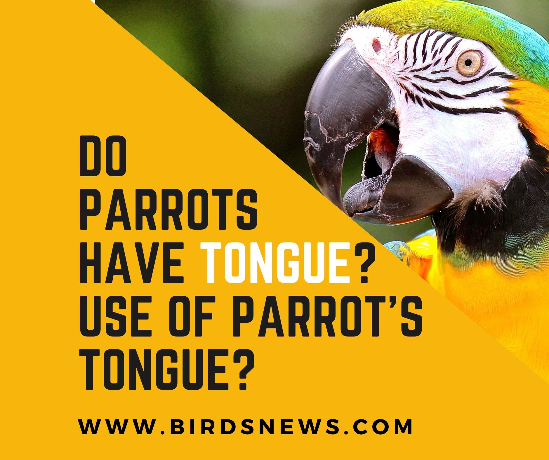 Do Parrots Have Tongue? + Use Of Parrot’s Tongue