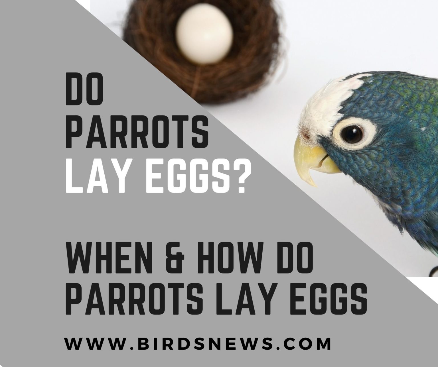 Do Parrots Lay Eggs? (When, How Do Parrots Lay Eggs) Birds News