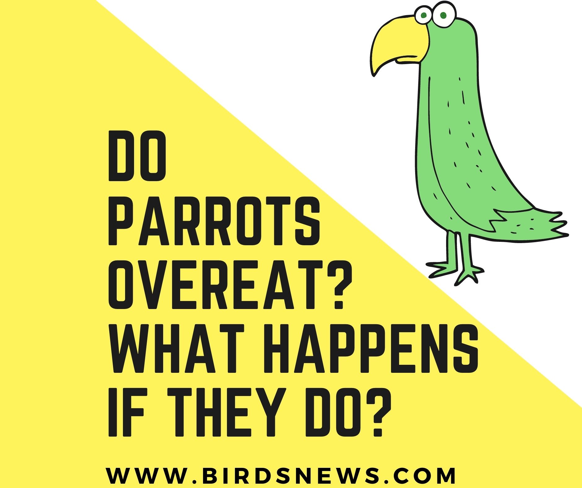Do Parrots Overeat? + What Happens When Parrots Overeat?