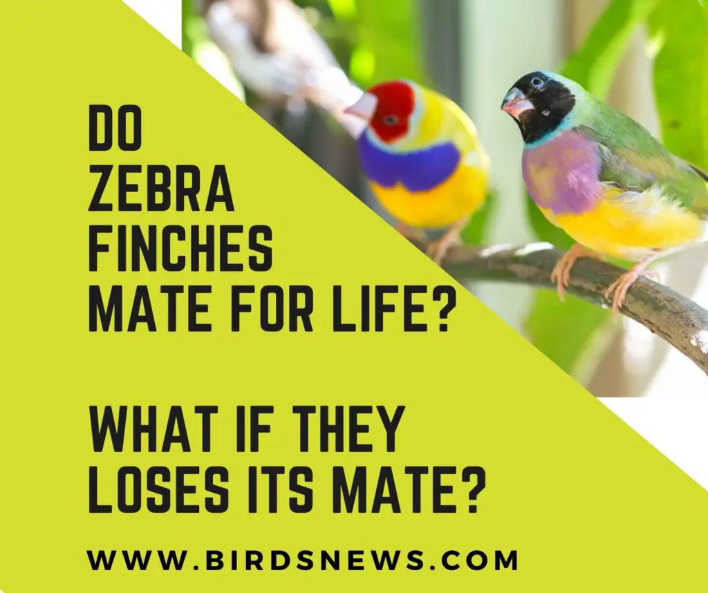 Do Zebra Finches Mate For Life? + What If It Loses Its Mate?