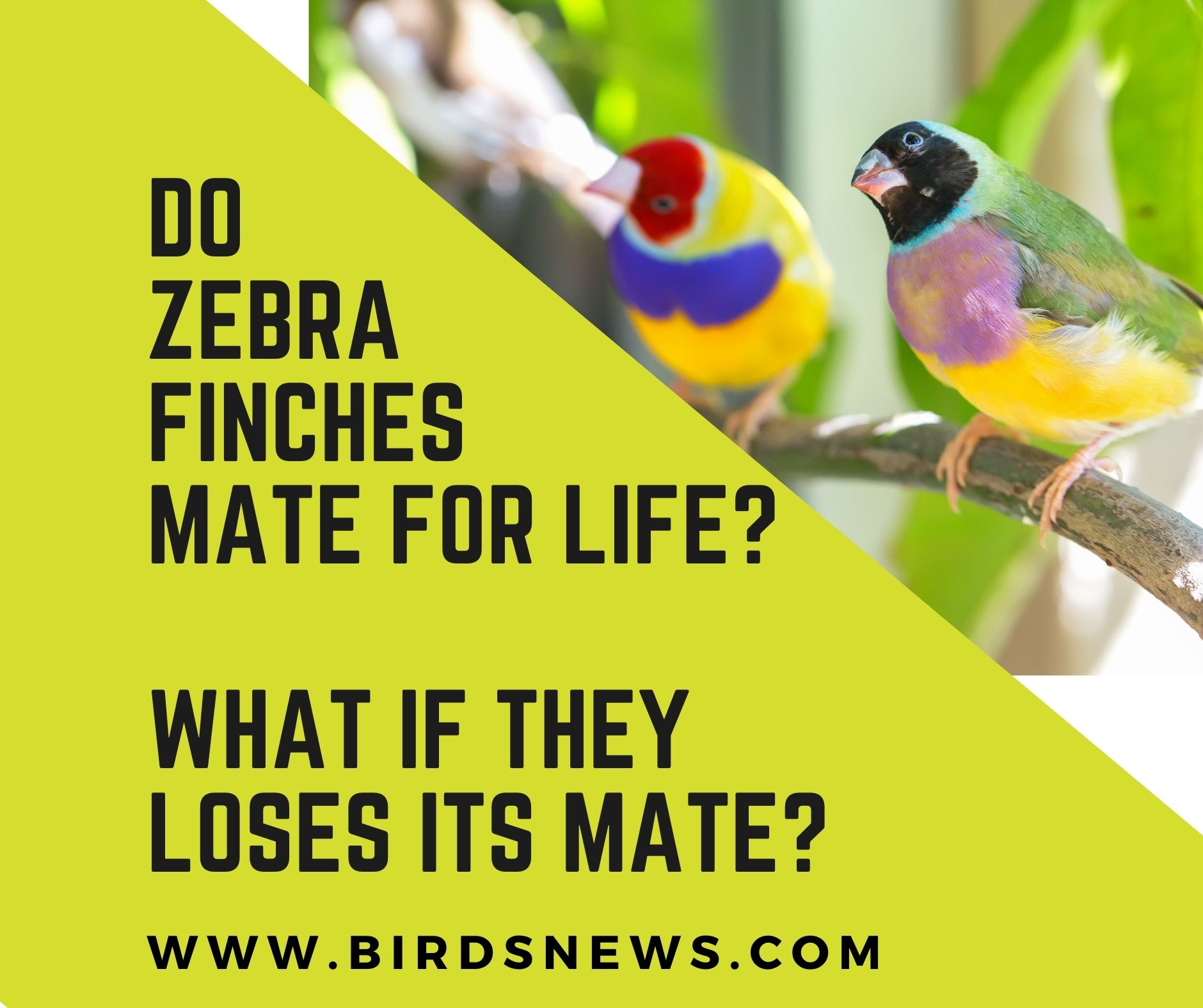 Do Zebra Finches Mate For Life? + What If It Loses Its Mate? - Birds News