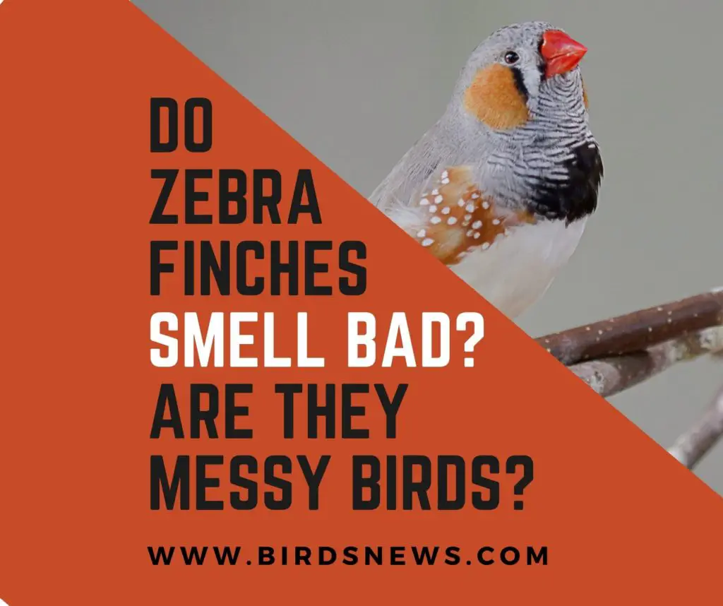 Do Zebra Finches Smell Bad? + Are Zebra Finches Messy Birds?
