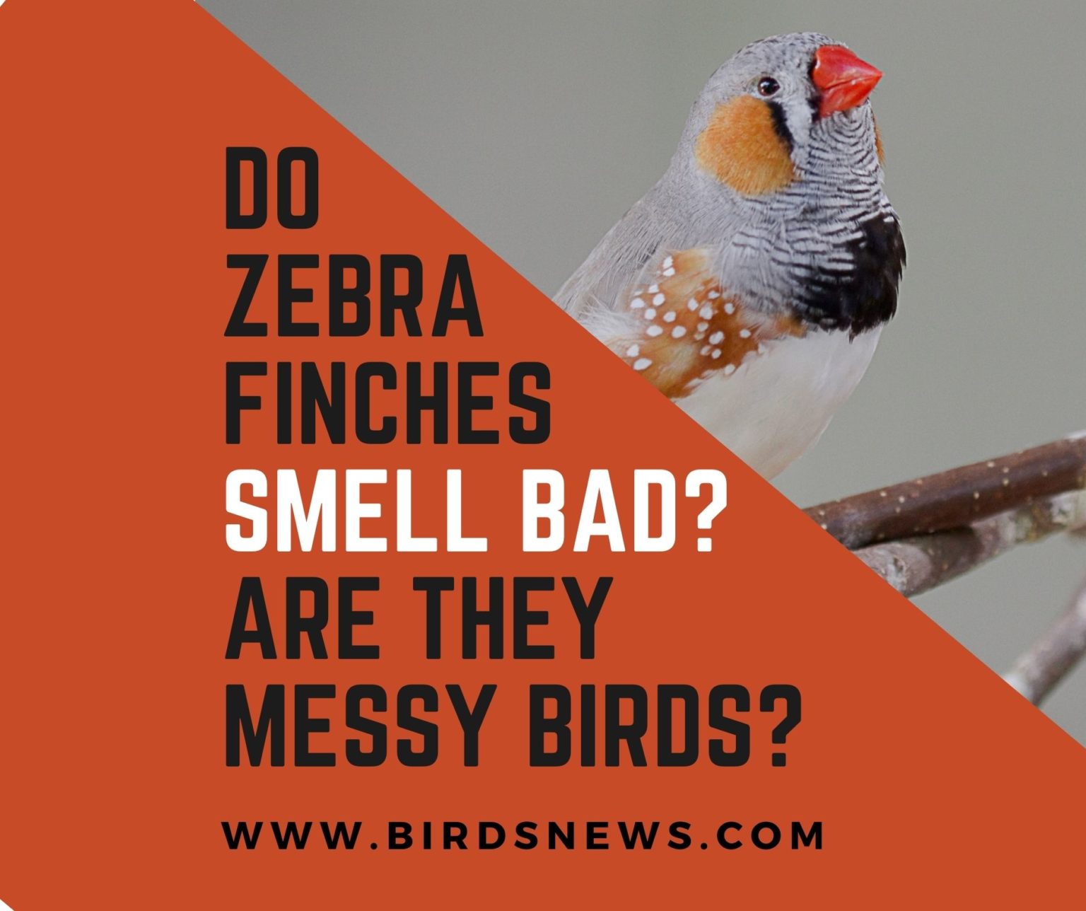 Do Finches Attack Humans? + How To Handle A Finch’s Aggression? Birds