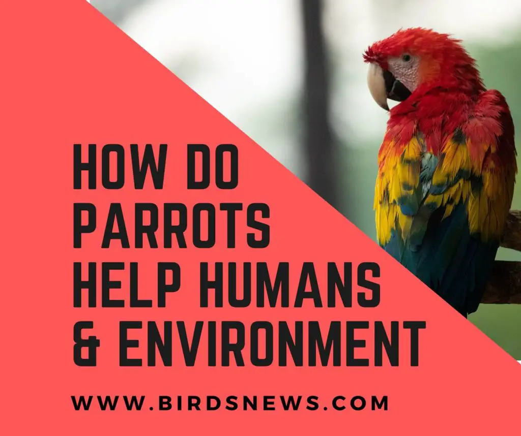 How Do Parrots Help The Environment? + How Do Parrots Help The Humans