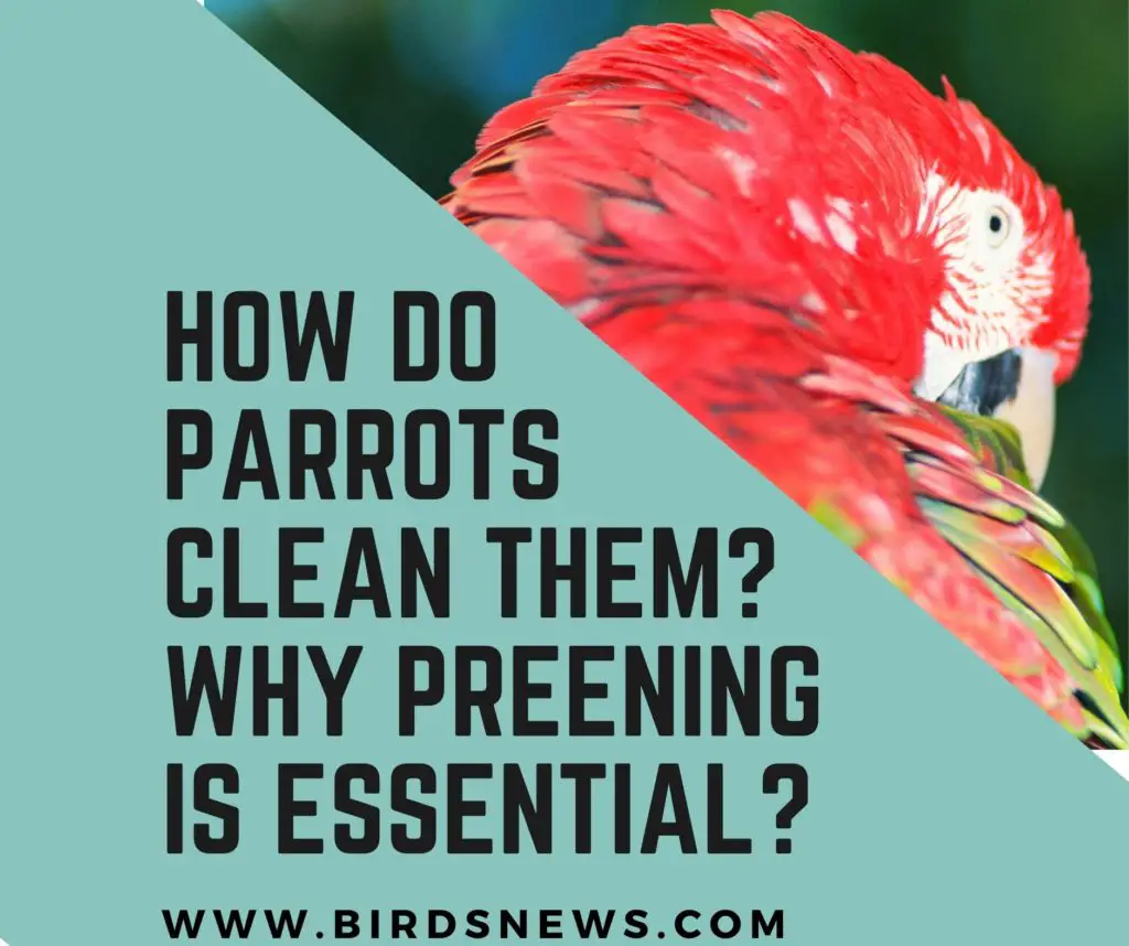 how and why do parrots preen and clean themselves