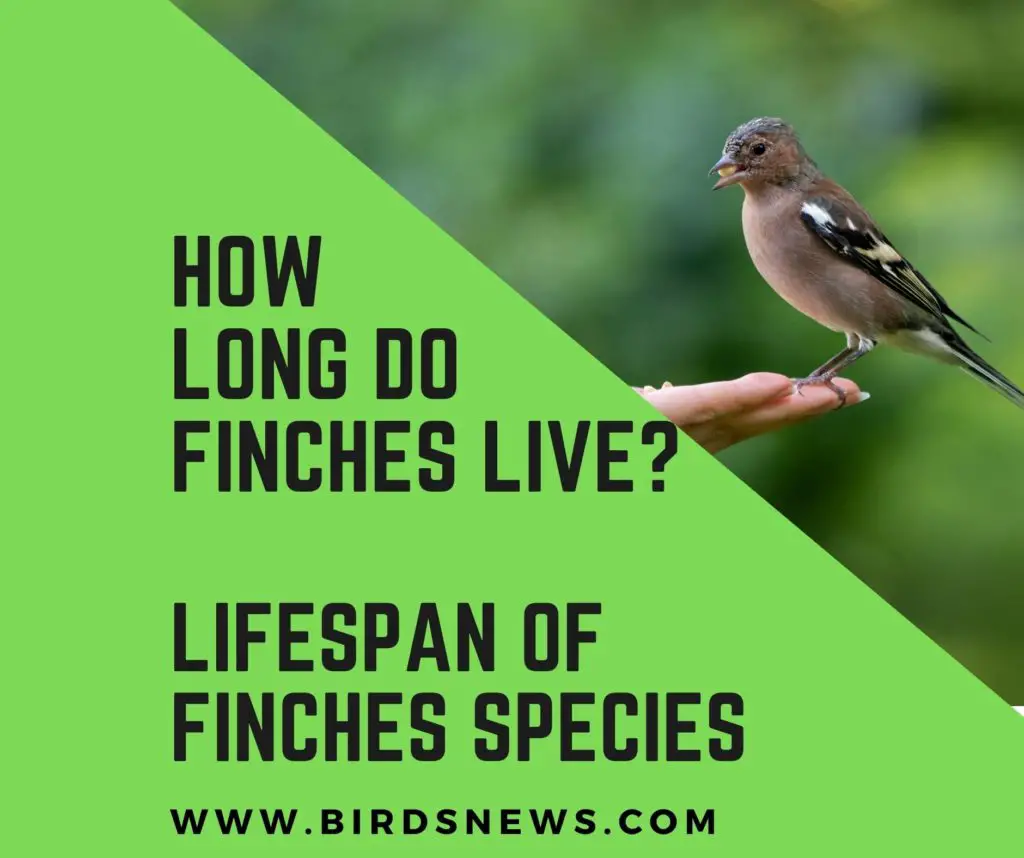 How Long Do Finches Live? + How Long Do Zebra Finches Live?