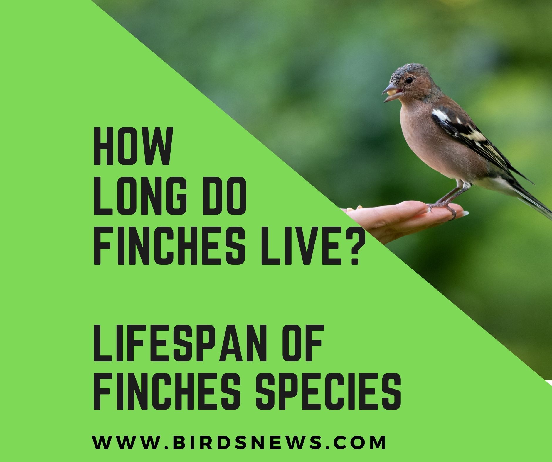 How Long Do Finches Live? + How Long Do Zebra Finches Live? - Birds News