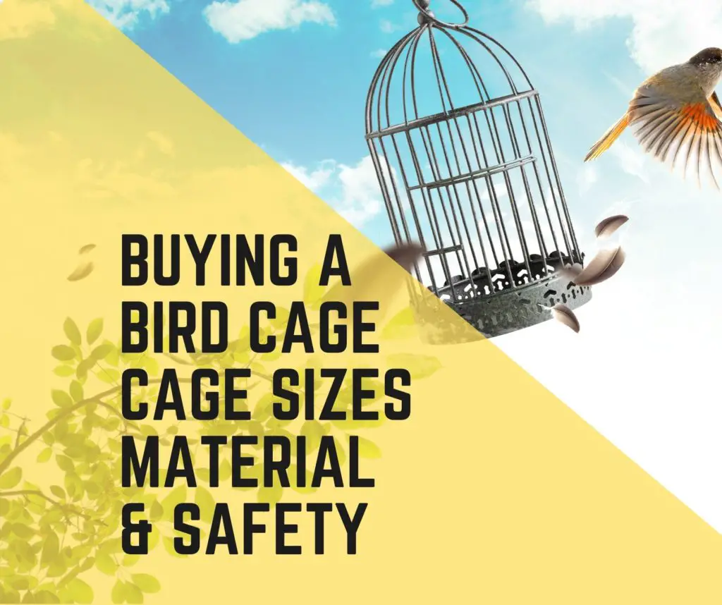 how to buy bird cage