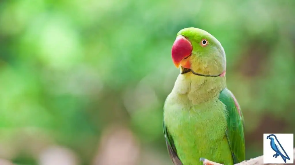 do parrots live alone