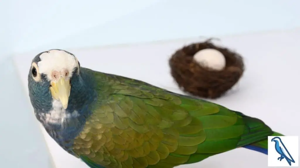 Do parrots lay eggs