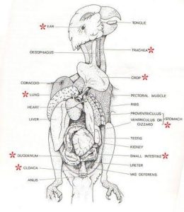 Budgie parrots digestive track