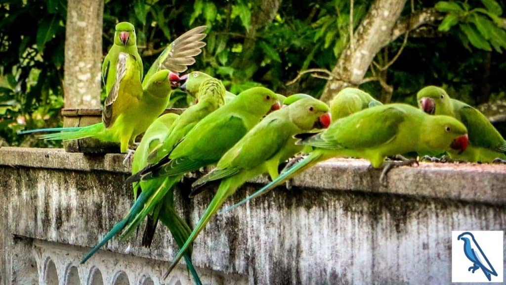  parrots overeating