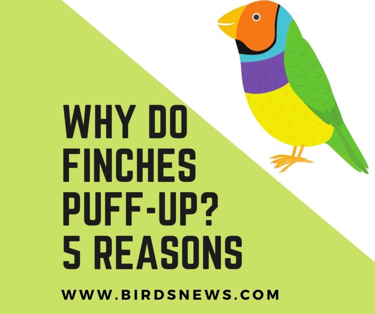 Why Do Finches Puff Up? (What Are The Possible Reasons)
