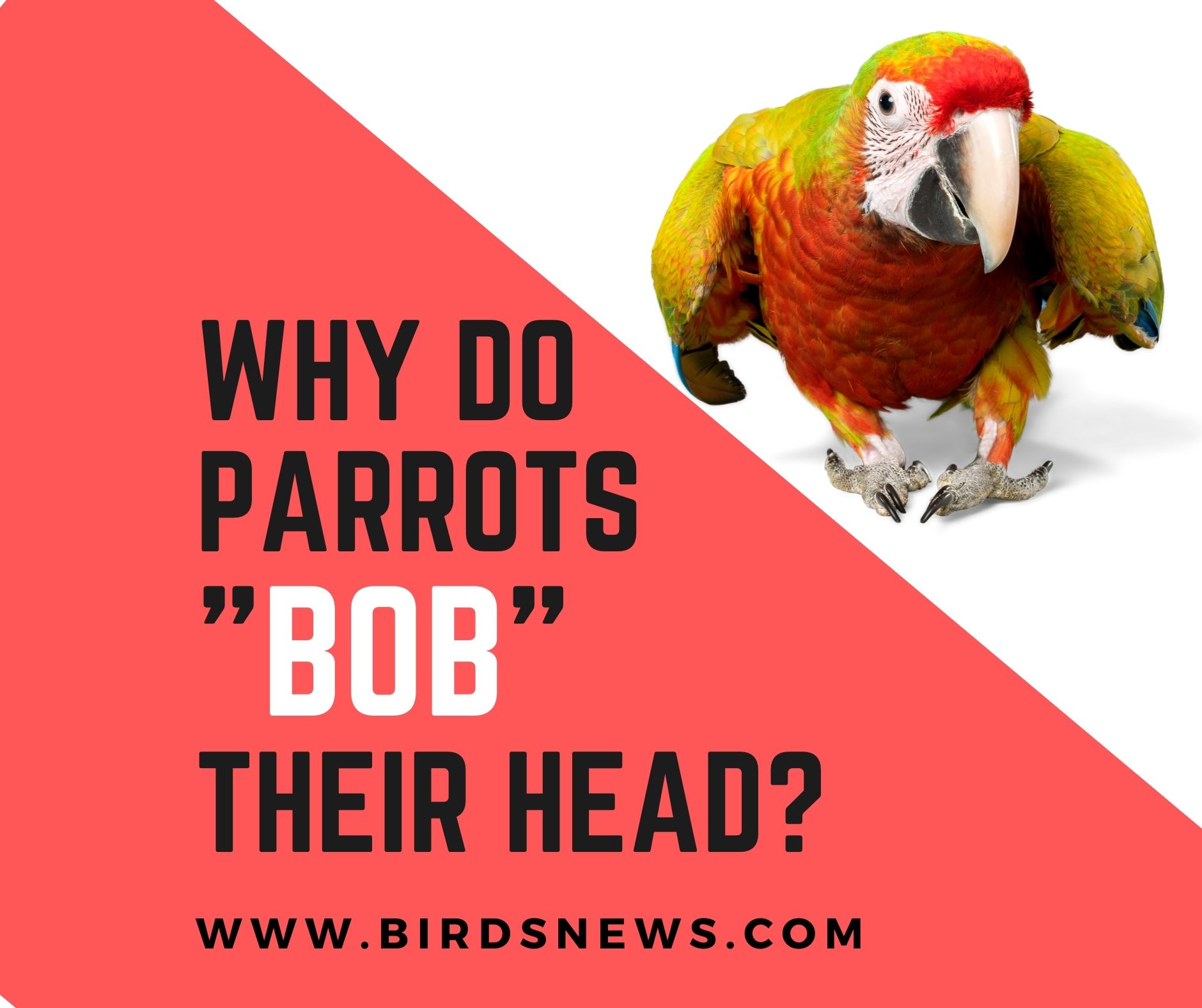Why Do Parrots Bob Their Head? + Is it Normal? Birds News