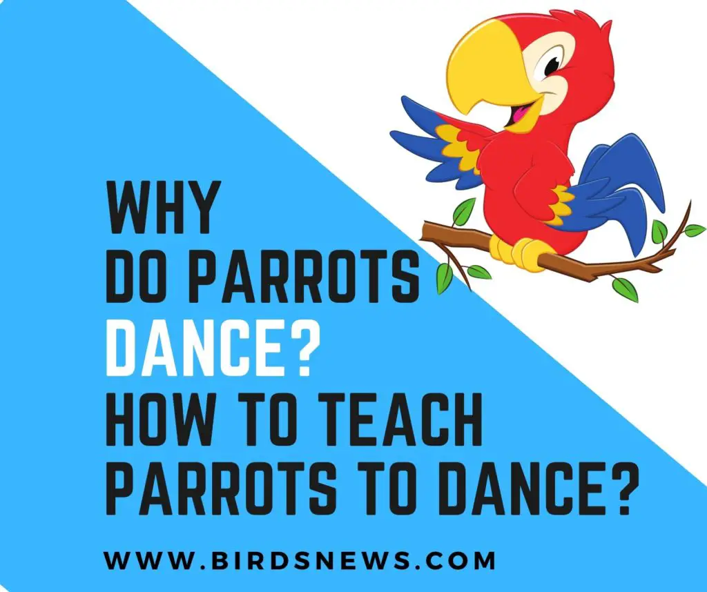 Why Do Parrots Dance? + How To Teach Parrots To Dance?