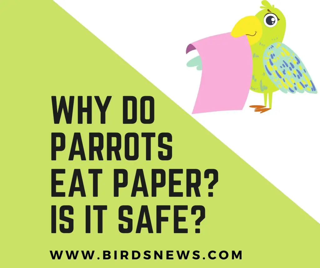 why do parrots eat paper and is it safe for them