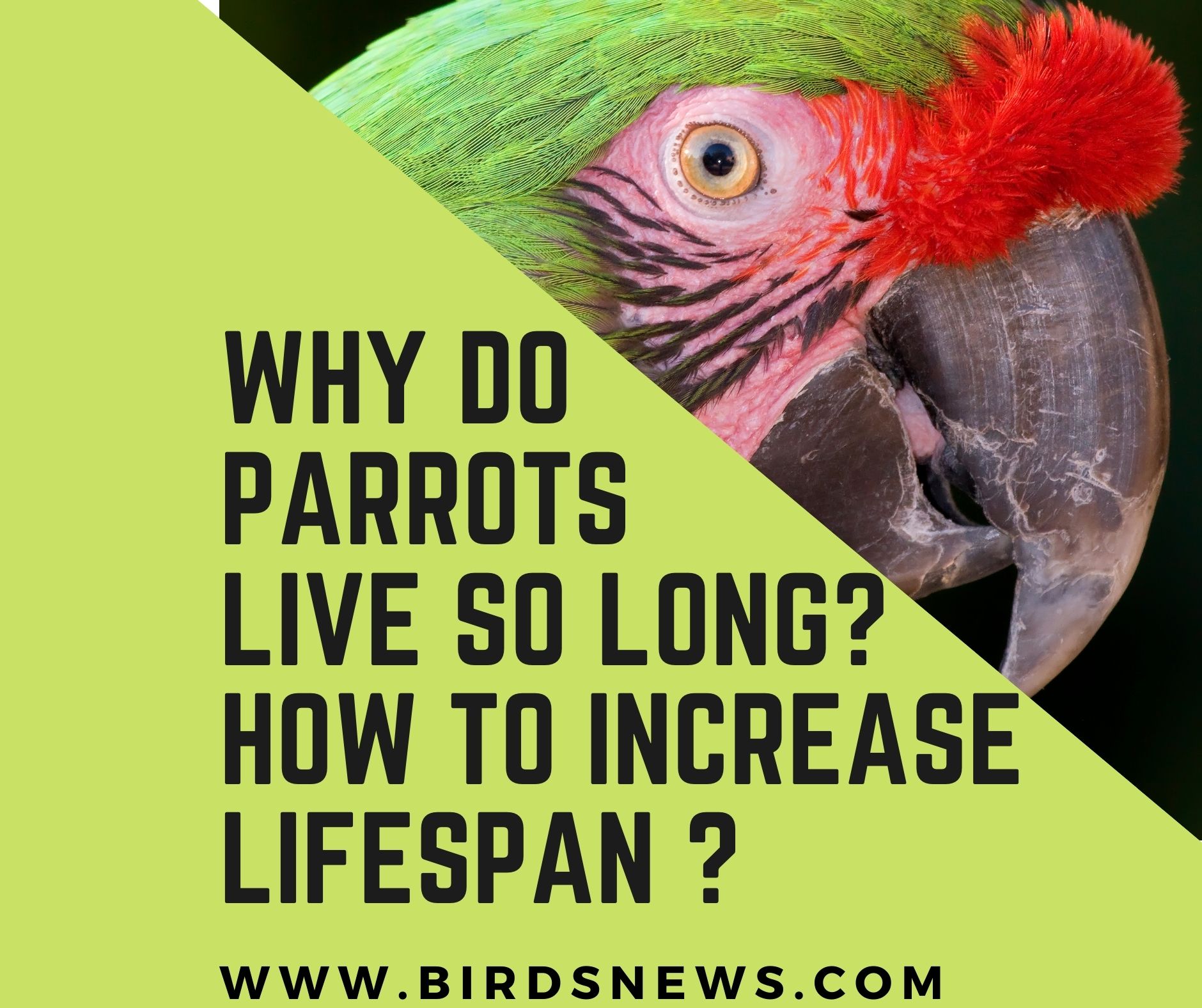 Why Do Parrots Live So Long? + How To Make A Parrot Live Longer In Captivity?