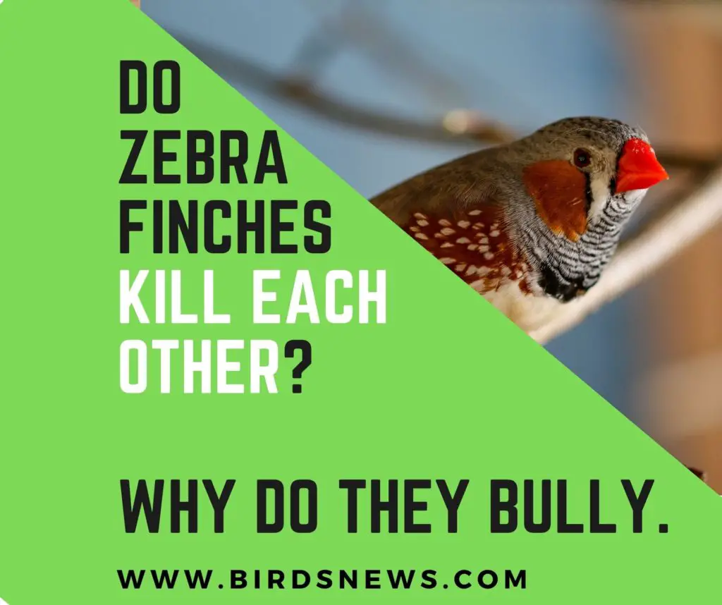 Do Zebra Finches Kill Each Other? + Why Do They Bully?