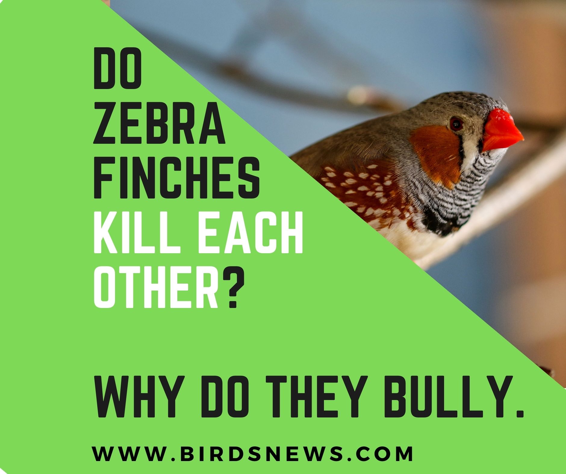 Do Zebra Finches Kill Each Other? + Why Do They Bully?