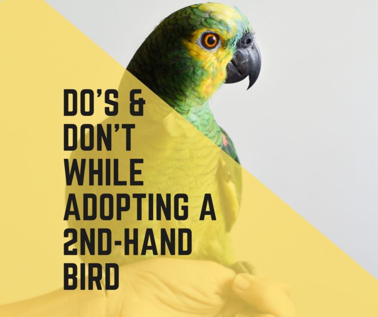 Adopt a Second-Hand Parrot