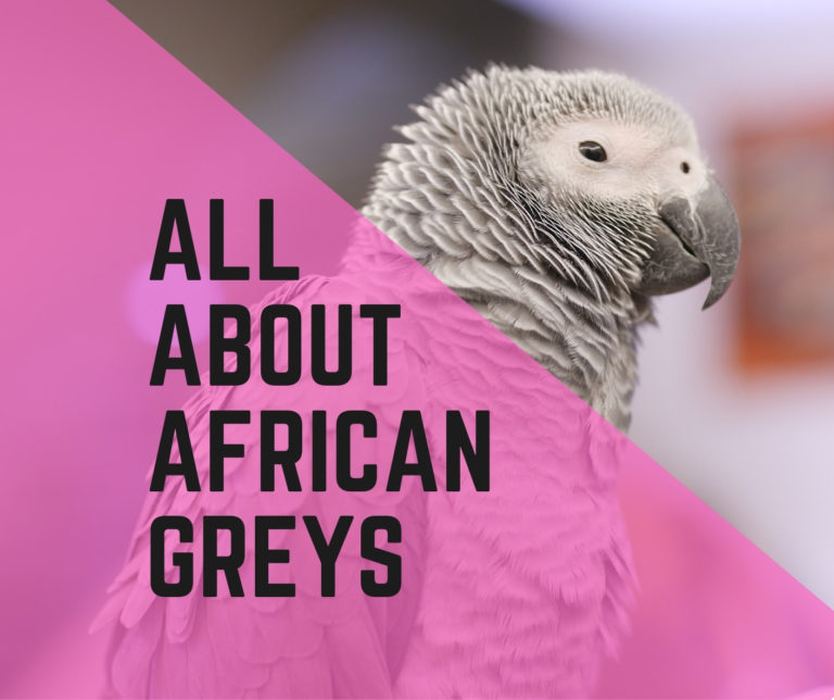 African Grey parrot