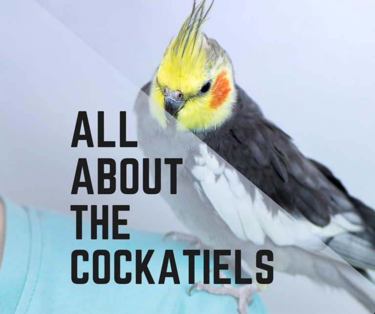 The Cockatiel – A Complete Guide