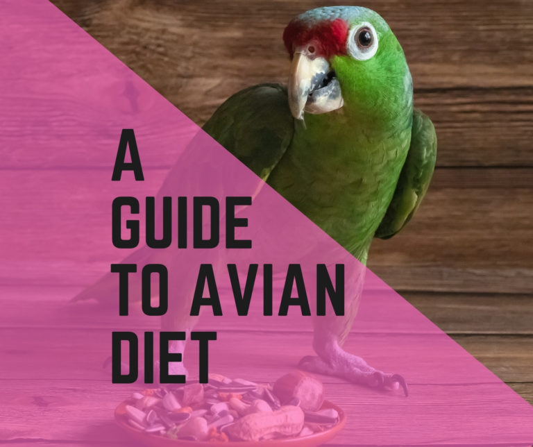 A Guide to Avian Diet + What to Feed In 2022?