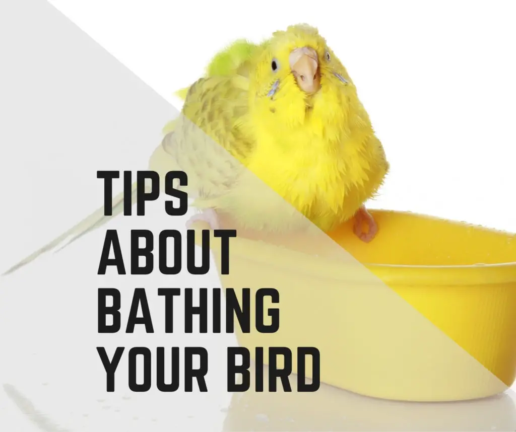 How to Bathe Your Bird
