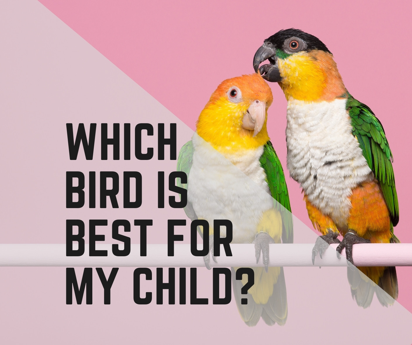 Which Bird is Best for My Child