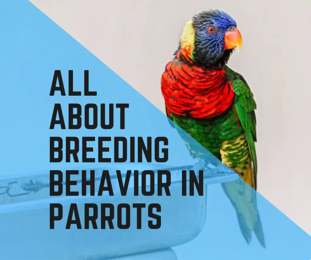 breeding behaviors in parrots