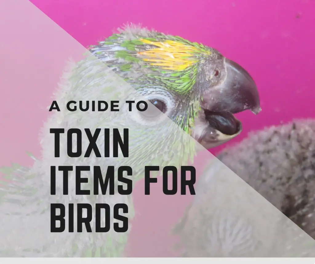 Household Toxins for Birds+How to Avoid them?