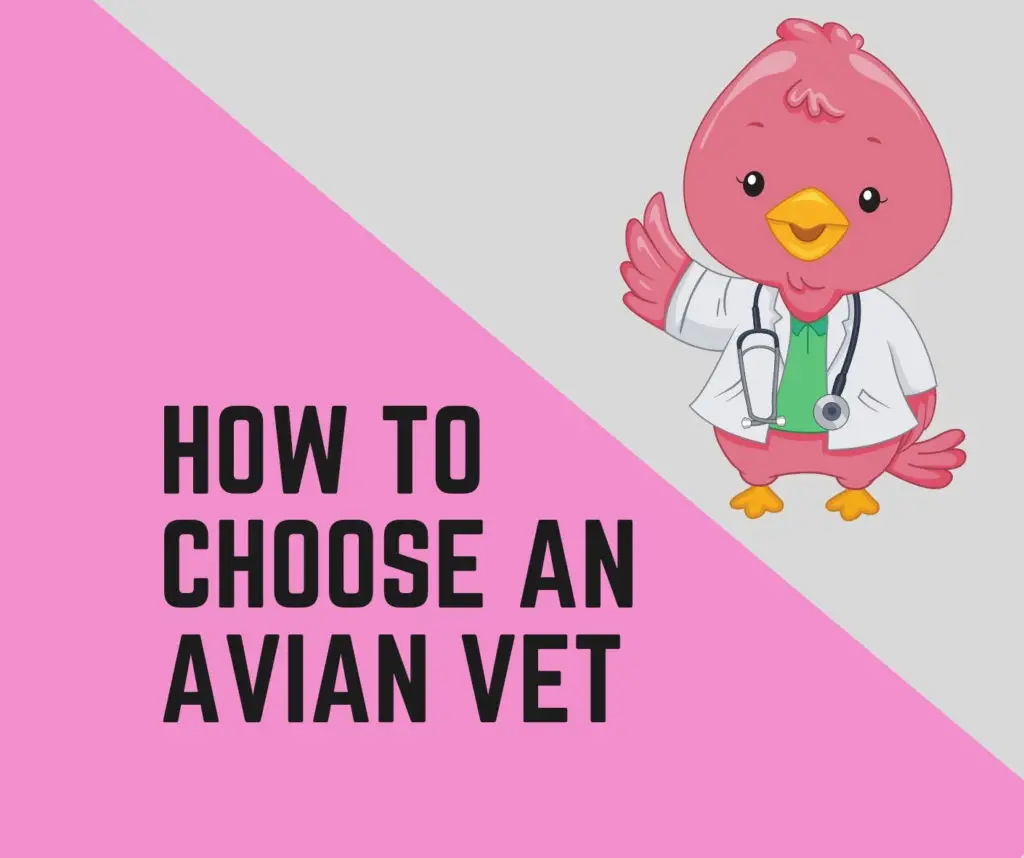 How To Choose an Avian Veterinarian? 10 Tips