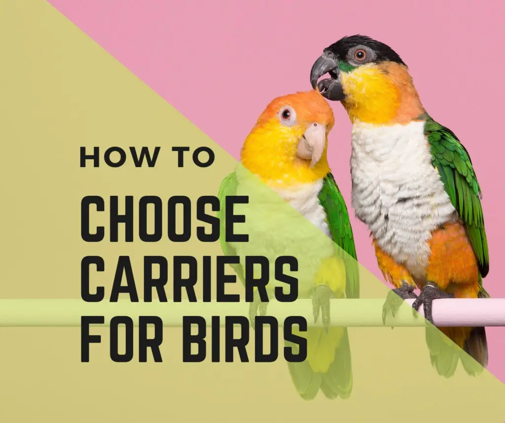 How To Choose a Carrier for Birds