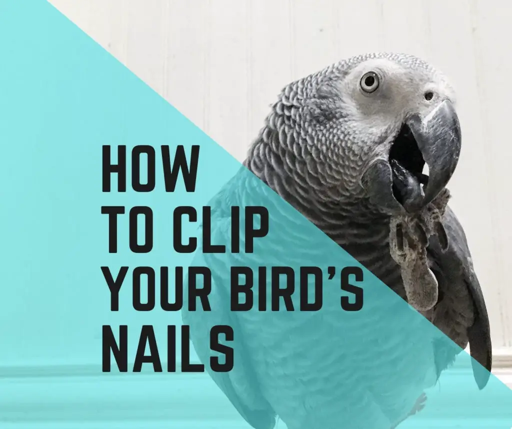 How To Clip Your Birds Nails (10 Easy Steps)