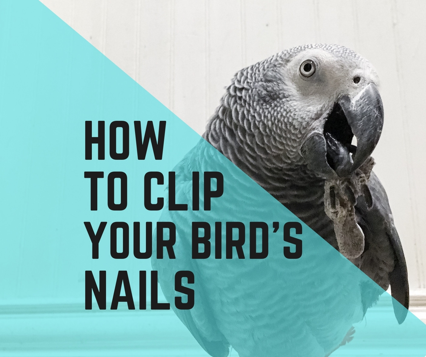 how-to-clip-your-birds-nails-10-easy-steps-birds-news