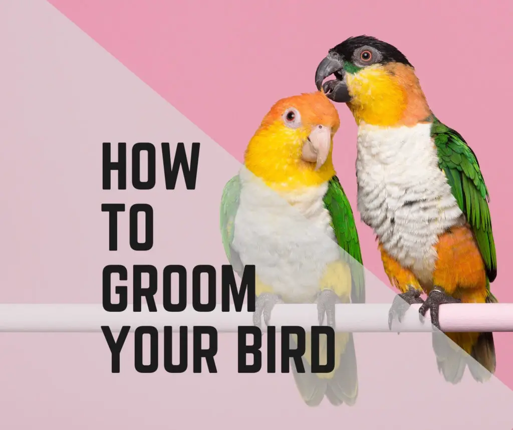 How to Groom Your Bird