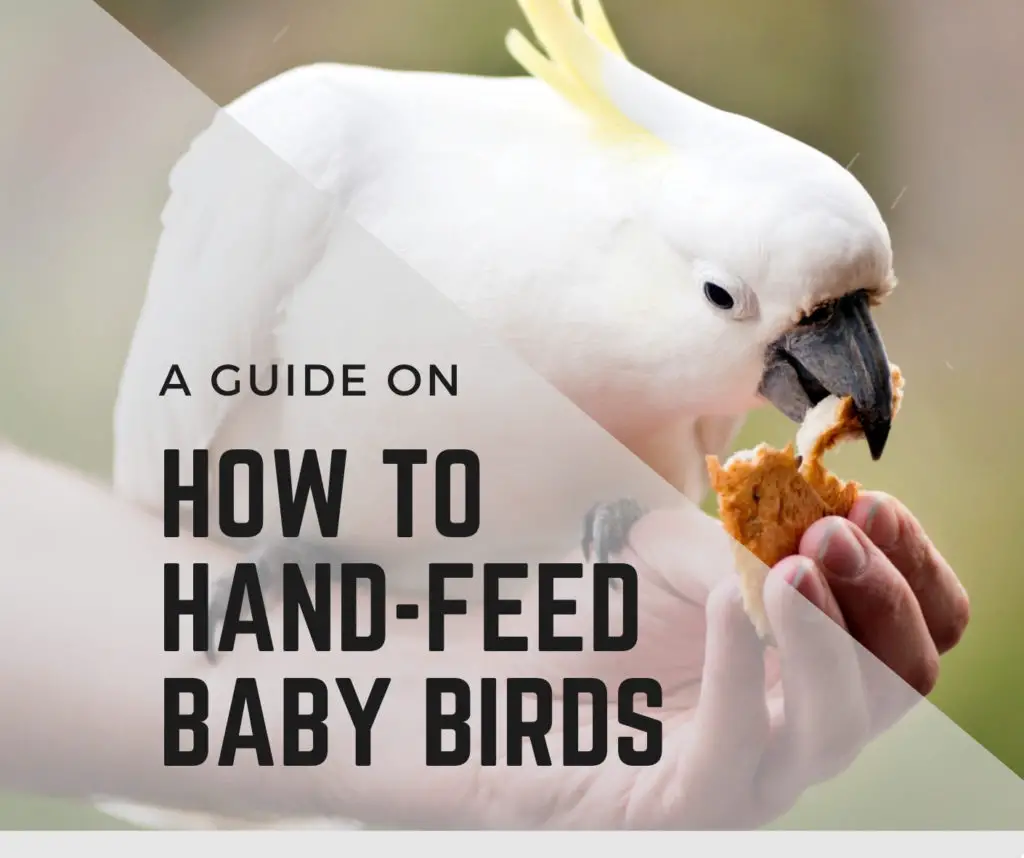 How to Handfeed baby Birds?