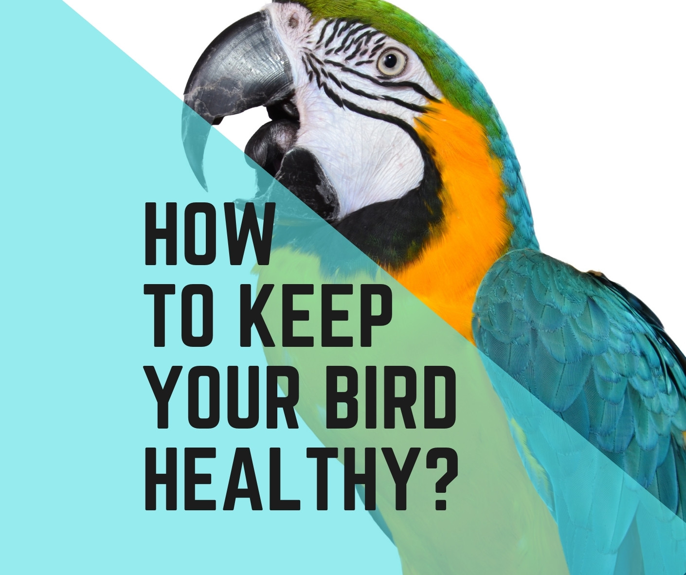 How to Keep Your Bird Healthy? 10 Easy Ways - Birds News