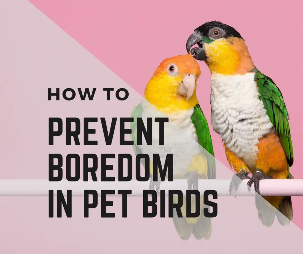 How to Avoid Birds Boredom? 5 Easy Ways