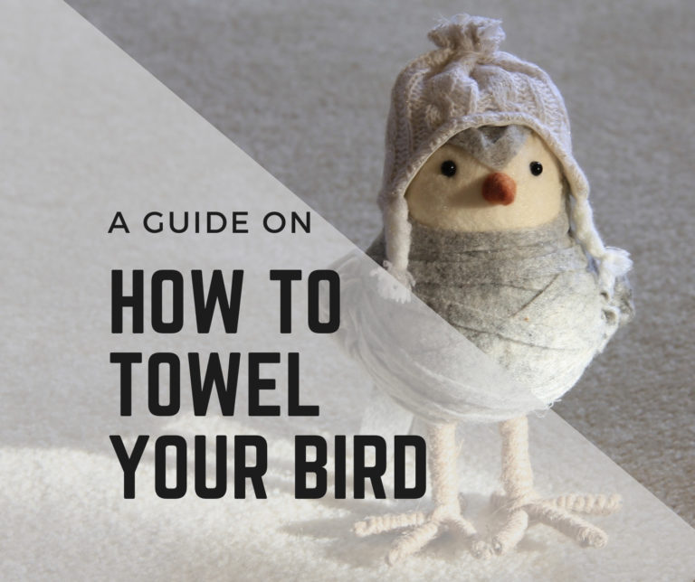 How To Towel Your Bird ( 10 Easy Steps)