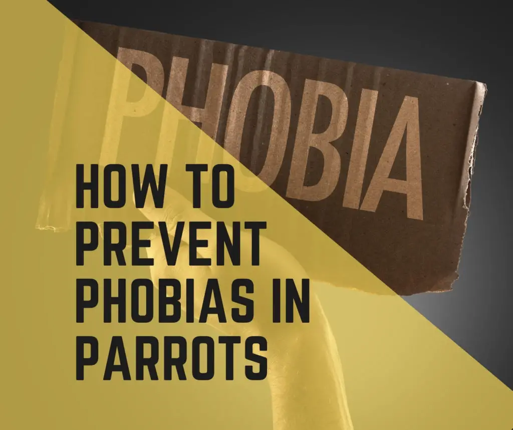 how to prevent phobias in parrots