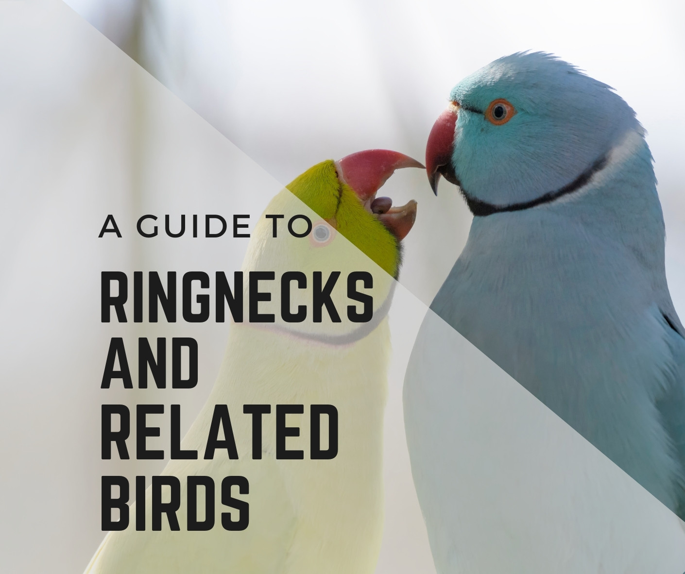 Ringnecks