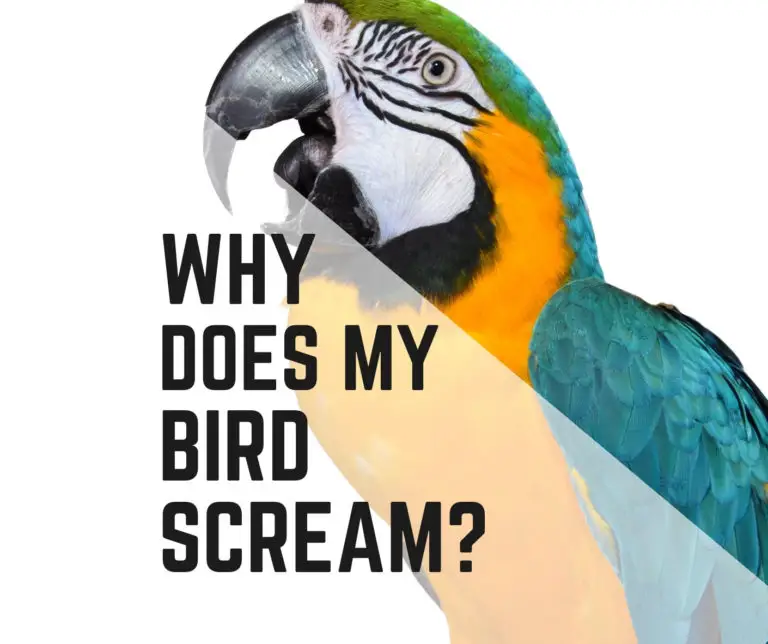 10 Reasons Why Does My Bird Scream? Is it Normal? - Birds News