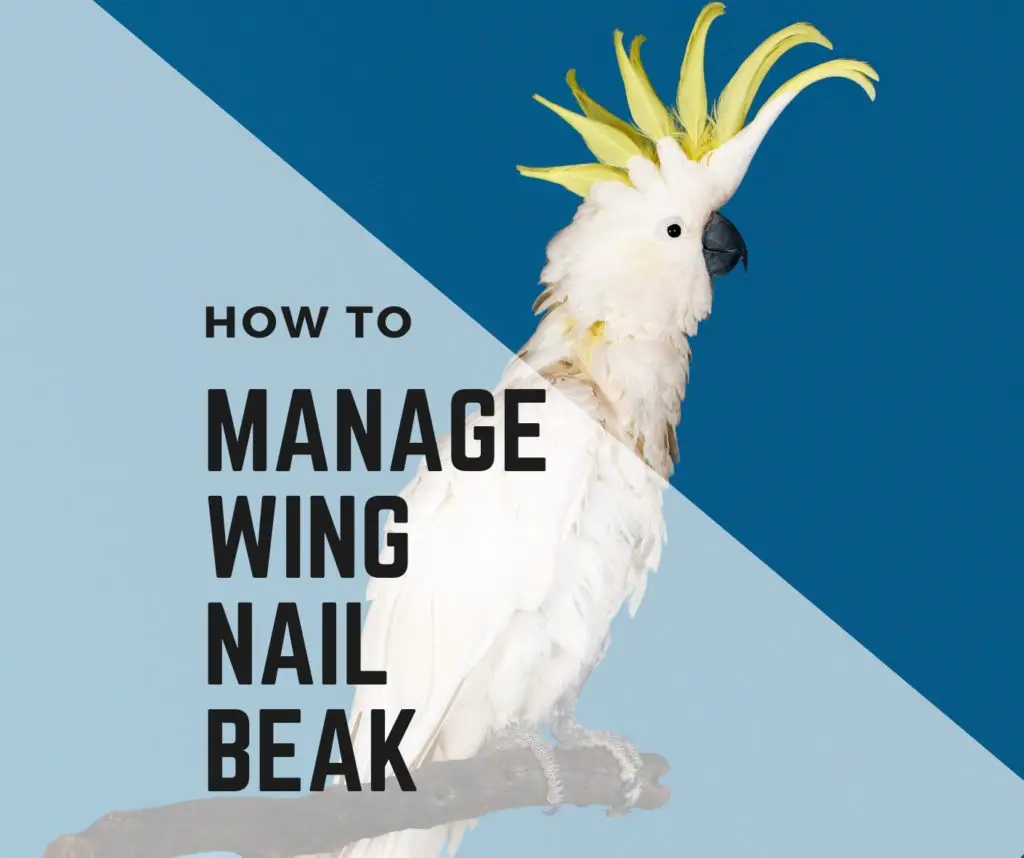 Wing, Nail and Beak Management for Birds