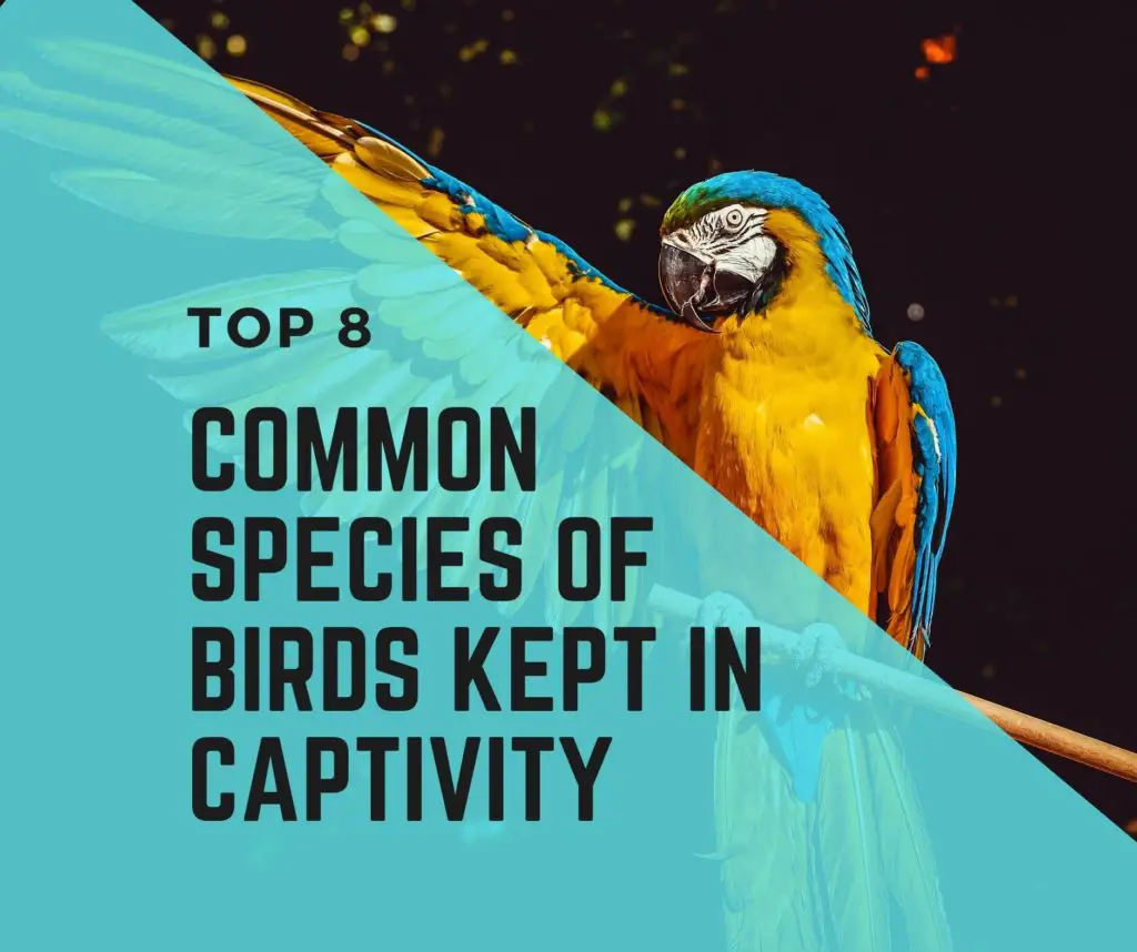 Common Species of Birds Kept in Captivity