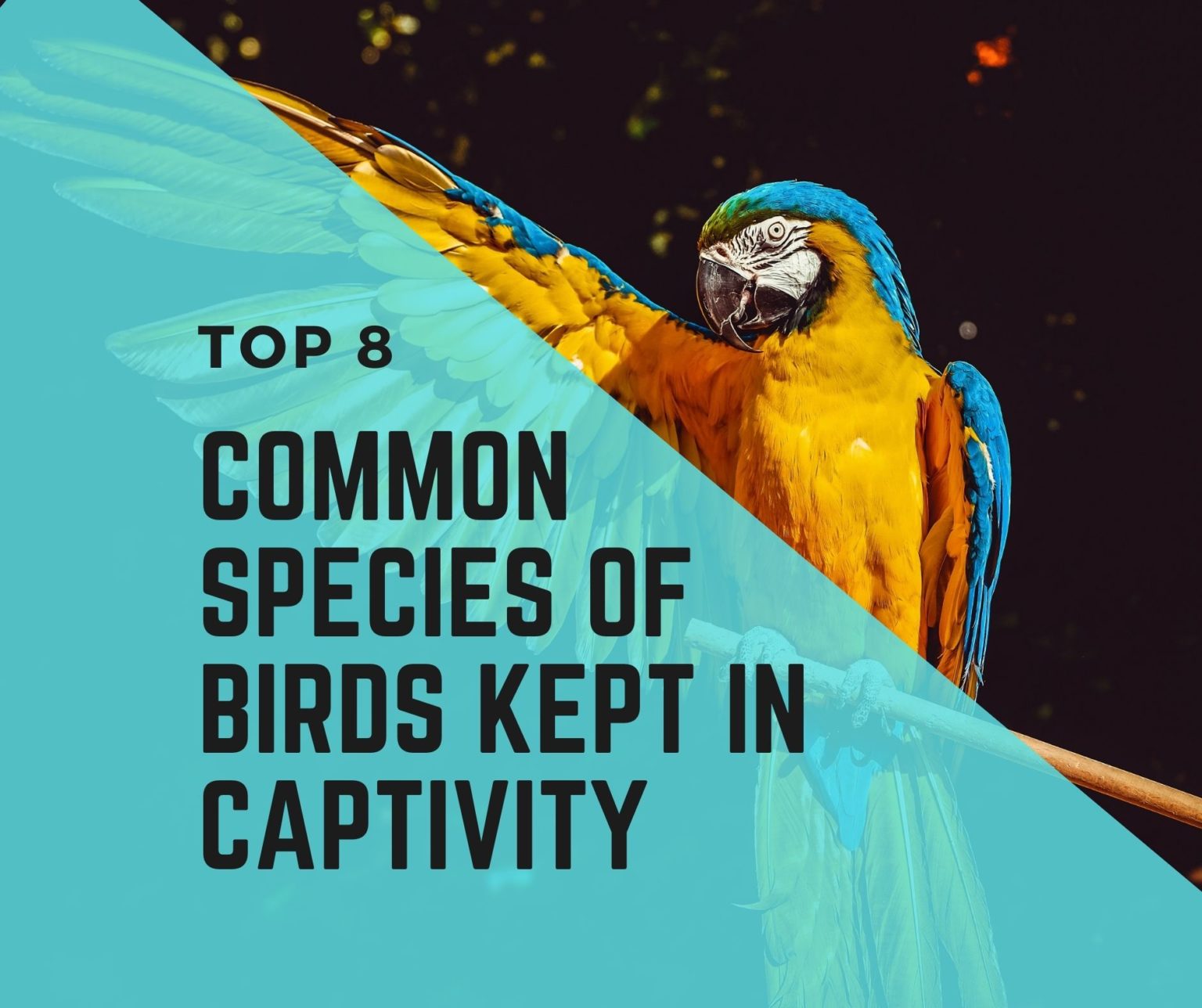 8 Common Species of Birds Kept in Captivity Birds News