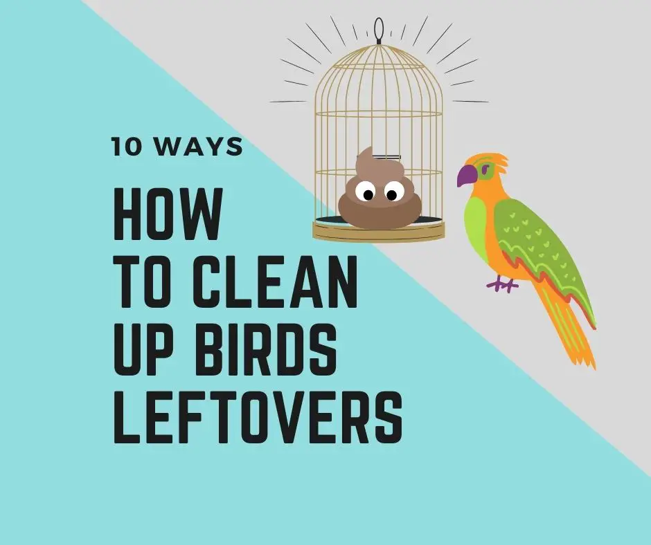 How To Clean Up After Birds