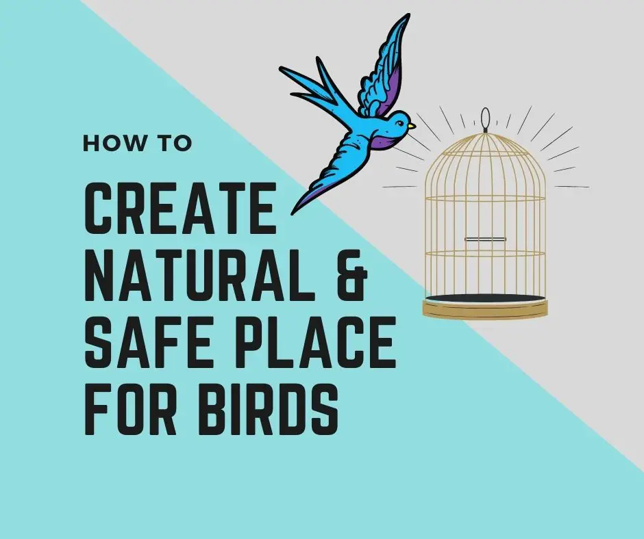 Create a Natural Environment for Birds